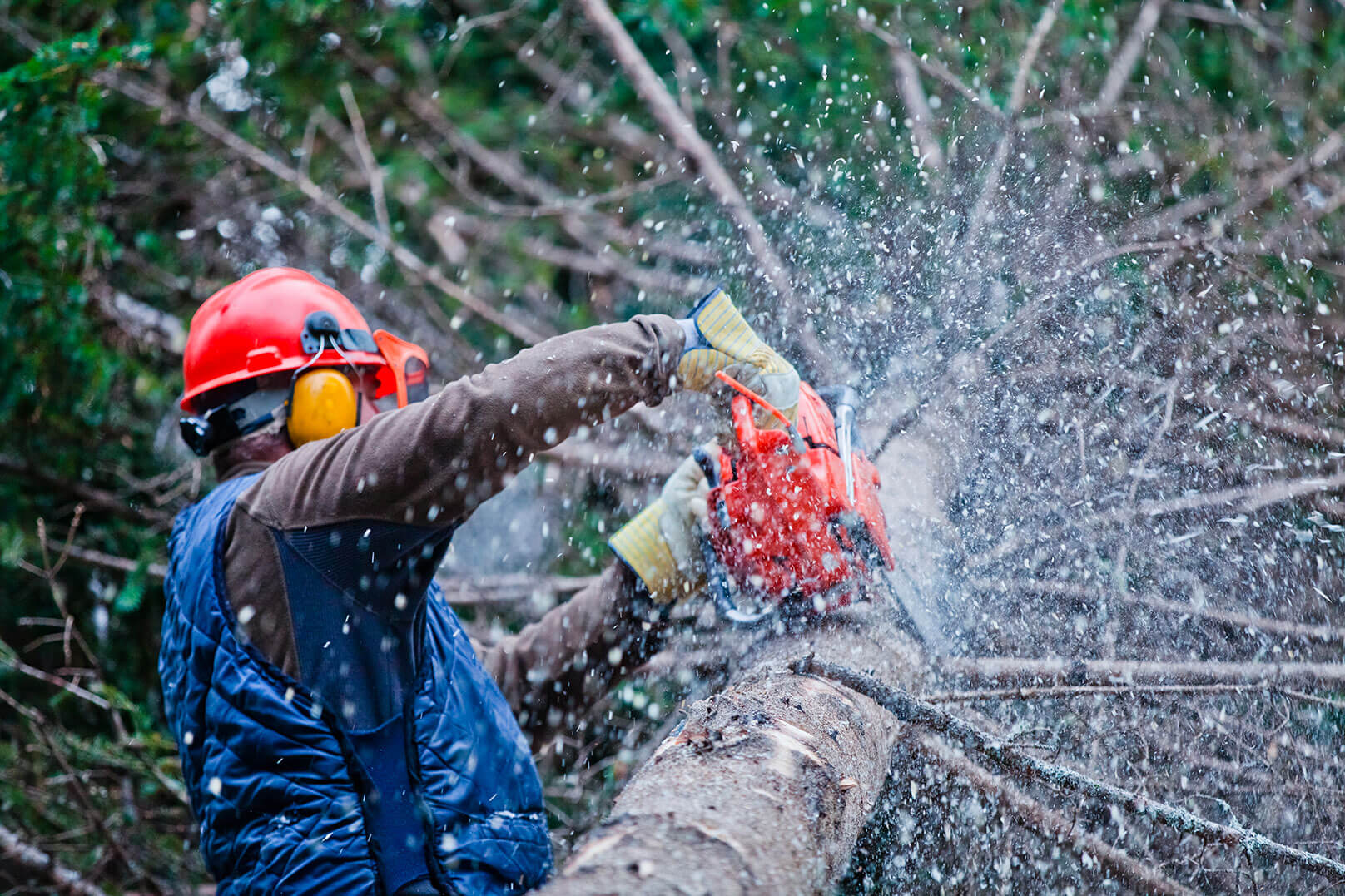 abattage d'un arbre par un professionnel